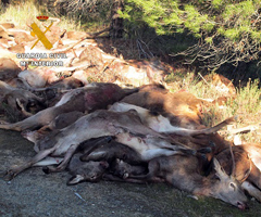 Denunciada una sociedad de cazadores de Córdoba por sobrepasar el cupo de caza de reses de caza mayor autorizadas